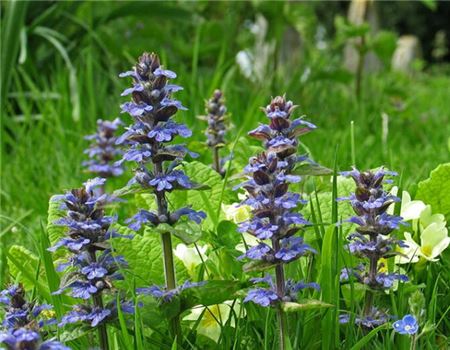 Ajuga turkestanica Ajuga turkestanica