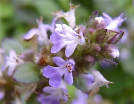 Ajuga turkestanica plant Ajuga turkestanica plant