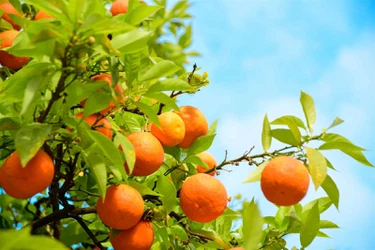Oranges Oranges