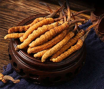 Úžasný objev! Cordyceps Sinensis má skutečně zázračné terapeutické účinky v b...