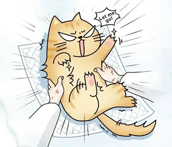 Jaký je rozdíl mezi anestezií a sedací? 5 faktů o sedaci pro domácí mazlíčky,...