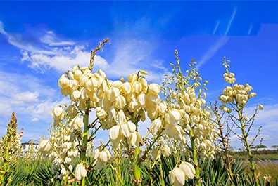 Pojďme se podívat na národní nápoj Mexika - tequila