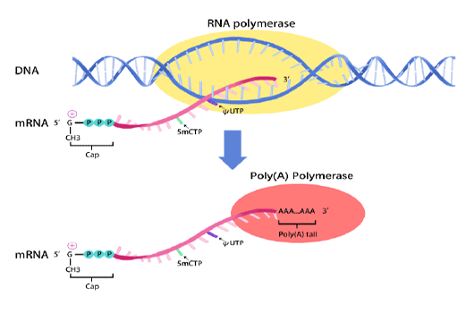 GSK-2881078 Mechanism Of Action